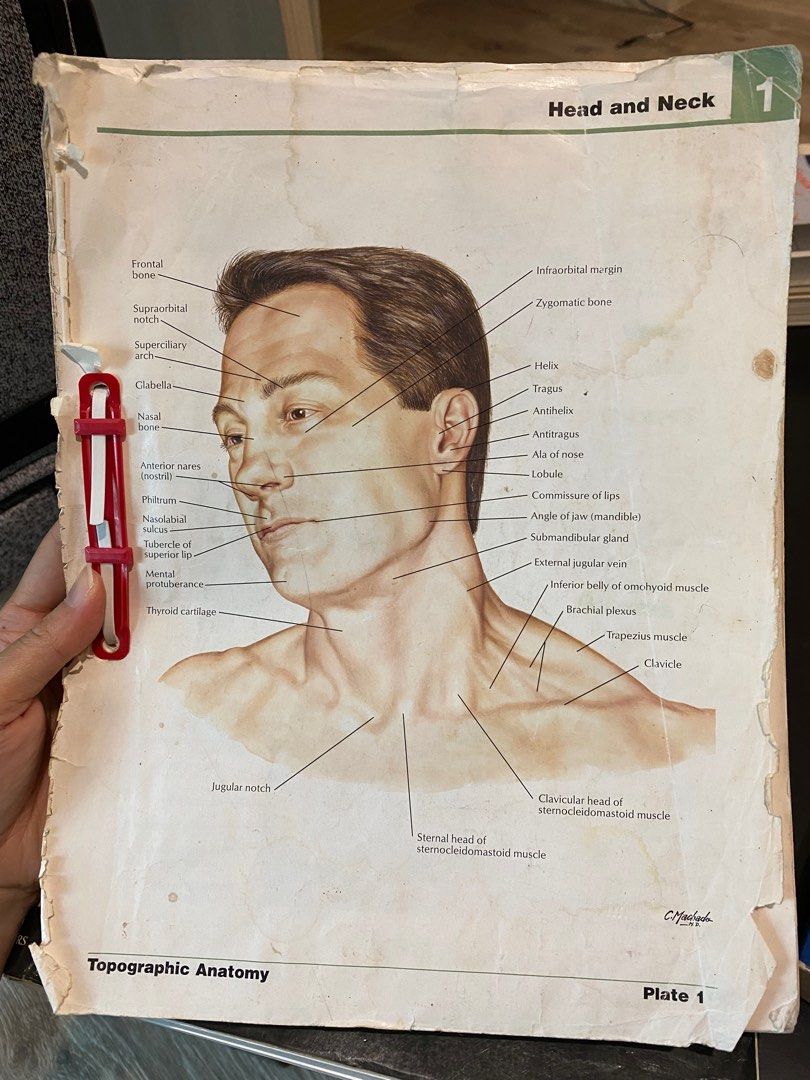 Topographic Anatomy, Hobbies & Toys, Books & Magazines, Textbooks on ... Biology Diagrams