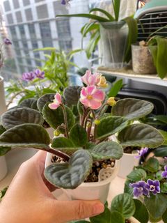 （分類：）位於 。 由 ellioo 提交（商品編號 1253475048，圖片 1）。簡介： 。