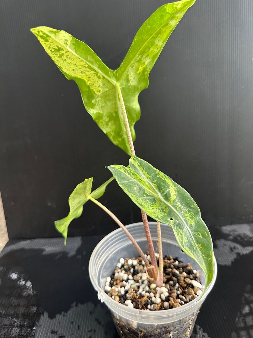 alocasia-longiloba-variegated-aurea-furniture-home-living-gardening