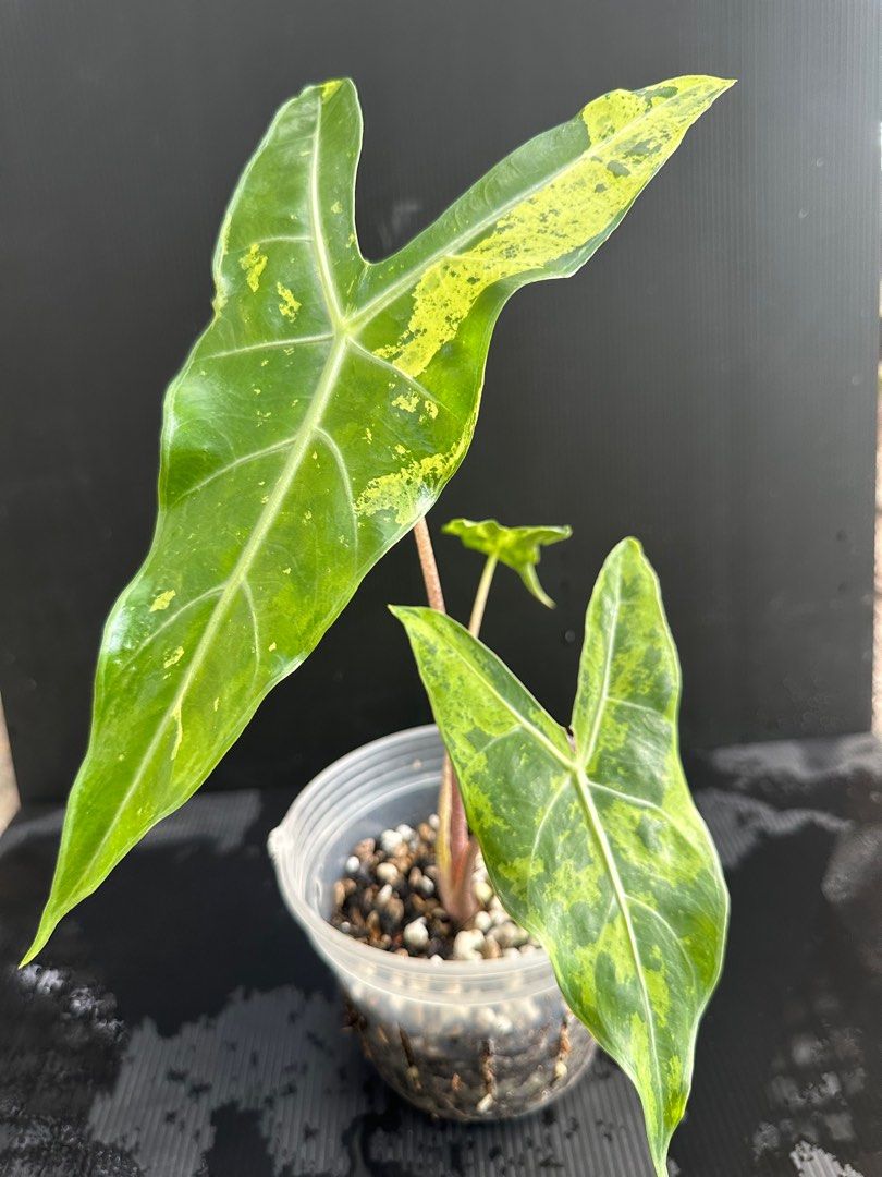 アロカシアlongiloba斑入り - 植物/観葉植物