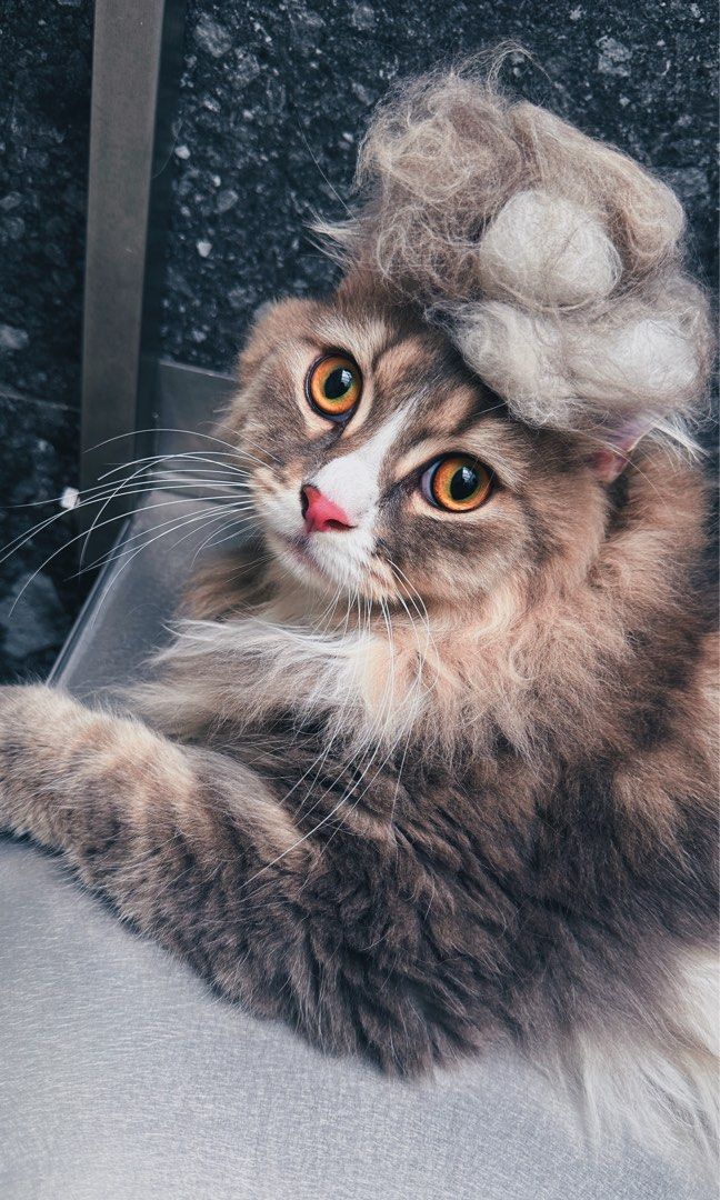 (Yishun) Cat Grooming / transport/ boarding , Lifestyle Services, Pet