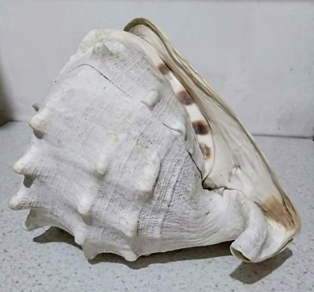 Large Decorative Helmet Conch Shell ( 1.3 kg ) (Category: Other Home Decor) located in Paranaque City. Submitted by carson2023 (Listing ID 1254219068, Image 3). Description: Large Decorative Helmet Conch Shell Still in Very Good condition Measurements: Length - 9 inch Width - 7.5 inch Height - 6.5 inch Weight - Approx. 1.3 kg. Message me for Inquiries.