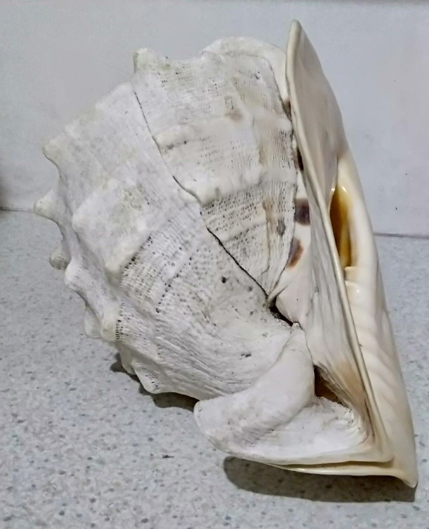 Large Decorative Helmet Conch Shell ( 1.3 kg ) (Category: Other Home Decor) located in Paranaque City. Submitted by carson2023 (Listing ID 1254219068, Image 2). Description: Large Decorative Helmet Conch Shell Still in Very Good condition Measurements: Length - 9 inch Width - 7.5 inch Height - 6.5 inch Weight - Approx. 1.3 kg. Message me for Inquiries.