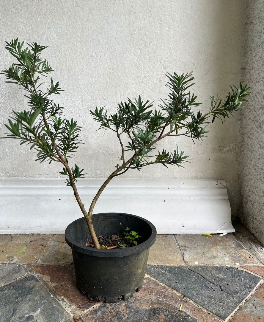 Lucky plants, Furniture & Home Living, Gardening, Plants & Seeds on