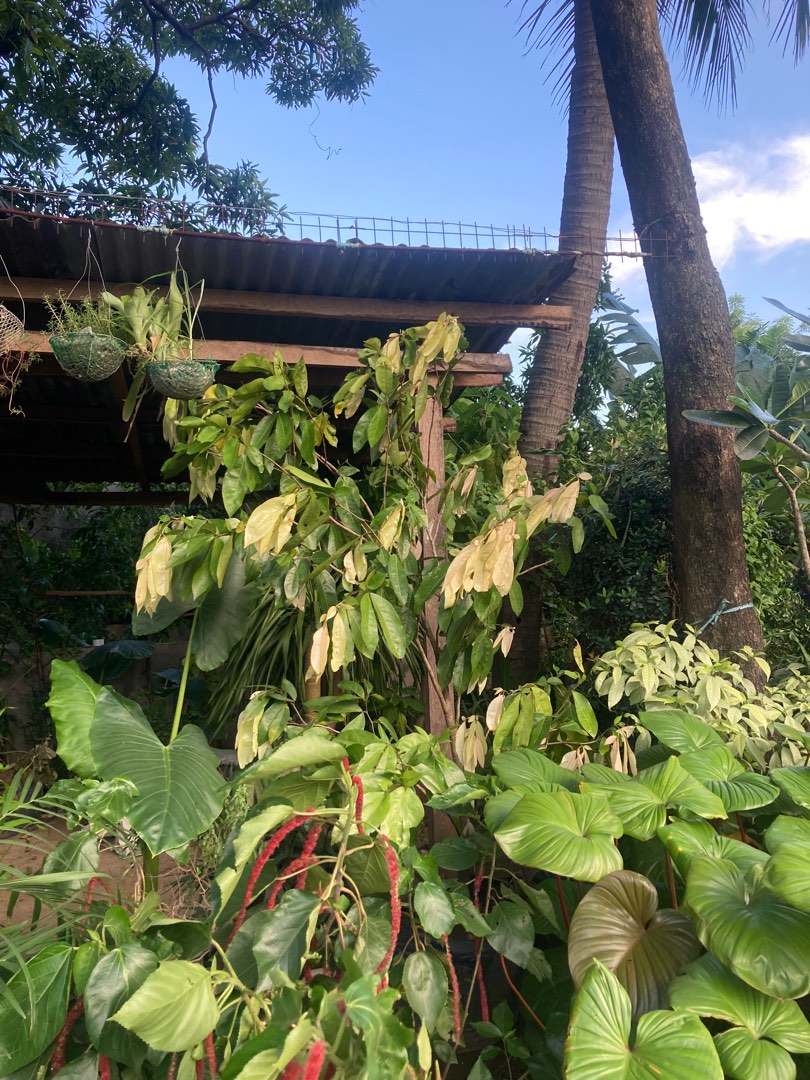 kona name pero umiilaw yung dahon niya pag gabi nag iisa