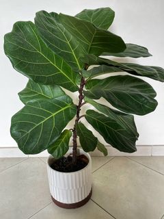（分類：）位於 。 由 hippodiver 提交（商品編號 1254323137，圖片 1）。簡介： 。