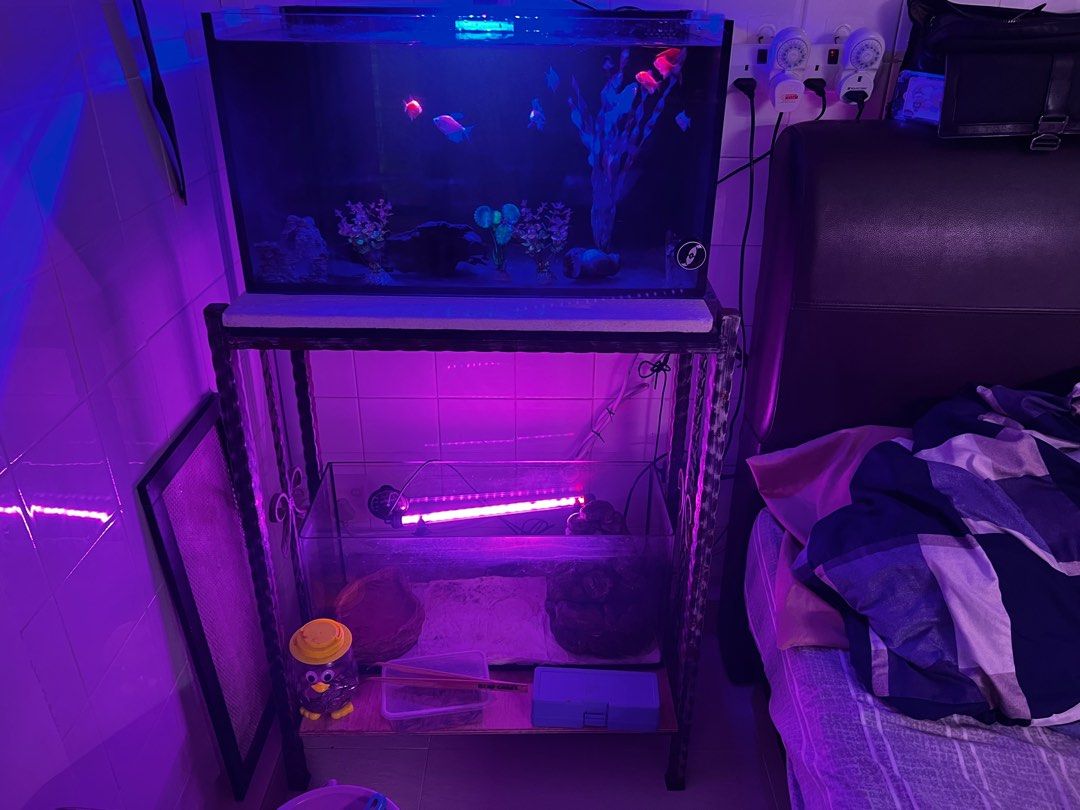 Fish tank 2 FT NuVo Neon Tetra tank, Pet Supplies, Homes & Other Pet Accessories on Carousell