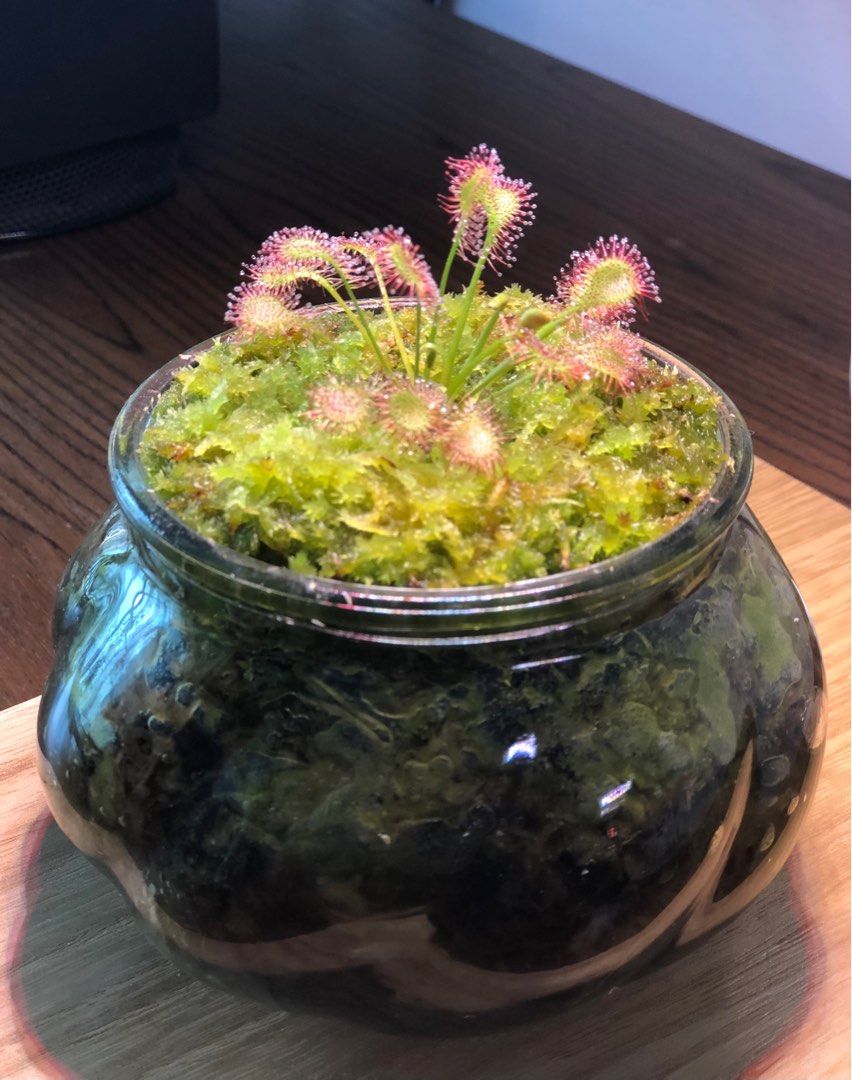 Carnivorous Plant Intermediate Hybrid Sundew Indoor display with LED grow light, Furniture