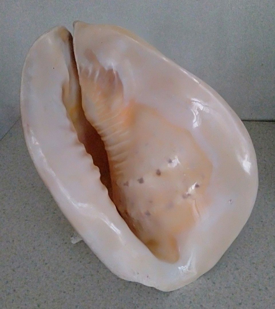 Large Decorative Helmet Conch Shell ( 2.4 kg ) (Category: Other Home Decor) located in Paranaque City. Submitted by carson2023 (Listing ID 1254346156, Image 2). Description: Large Decorative Helmet Conch Shell Still in Very Good condition Measurements: Length - 11.4 inch Width - 9.5 inch Height - 8.25 inch Weight - Approx. 2.4 kg Message me for Inquiries.