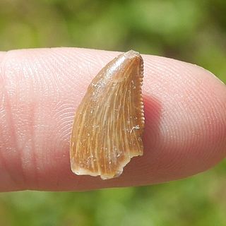 (Category: ) located in . Submitted by sgfossilcache (Listing ID 1254425178, Image 1). Description: .