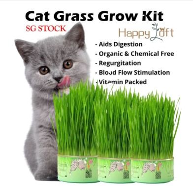 Natural Cat Grass Planting Kit DIY Soil less Fast Growing Cat Wheat grass Planting Set for Pet Health Care HKS2670
