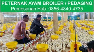 WA 0856-4840-4735 Agen Peternakan Ayam Broiler Pedaging Untuk Rumah Makan Resto Hidup Mojokerto Lamongan Jombang