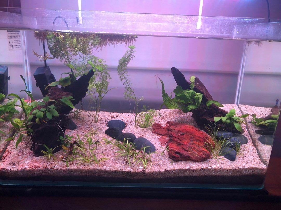 12 US Gallon Aquarium Pet Supplies Homes Other Pet Accessories On 12-us-gallon-aquarium-pet-supplies-homes-other-pet-accessories-on
