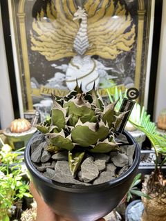 （分類：）位於 。 由 mapidion 提交（商品編號 1254590952，圖片 1）。簡介： 。