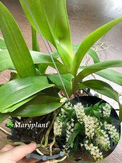 🪴Aerides Odorata (white) orchid plant