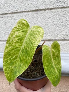 Affordable Painted Lady Philodendron Propagation FOR SALE