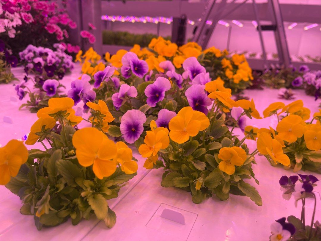 Fresh Edible flowers, Food & Drinks, Homemade Bakes on Carousell