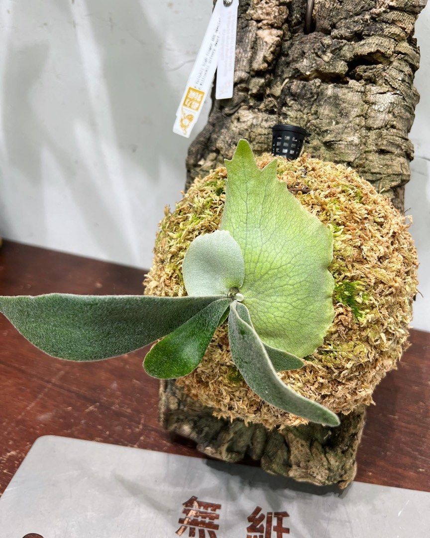 ビカクシダ veitchii Limited 2nd edition Sporeling P.veitchii Limited 2nd edition Sporeling ビカクシダ veitchii 2nd