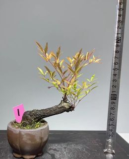 （分類：）位於 。 由 forever_shine 提交（商品編號 1254641085，圖片 1）。簡介： 。
