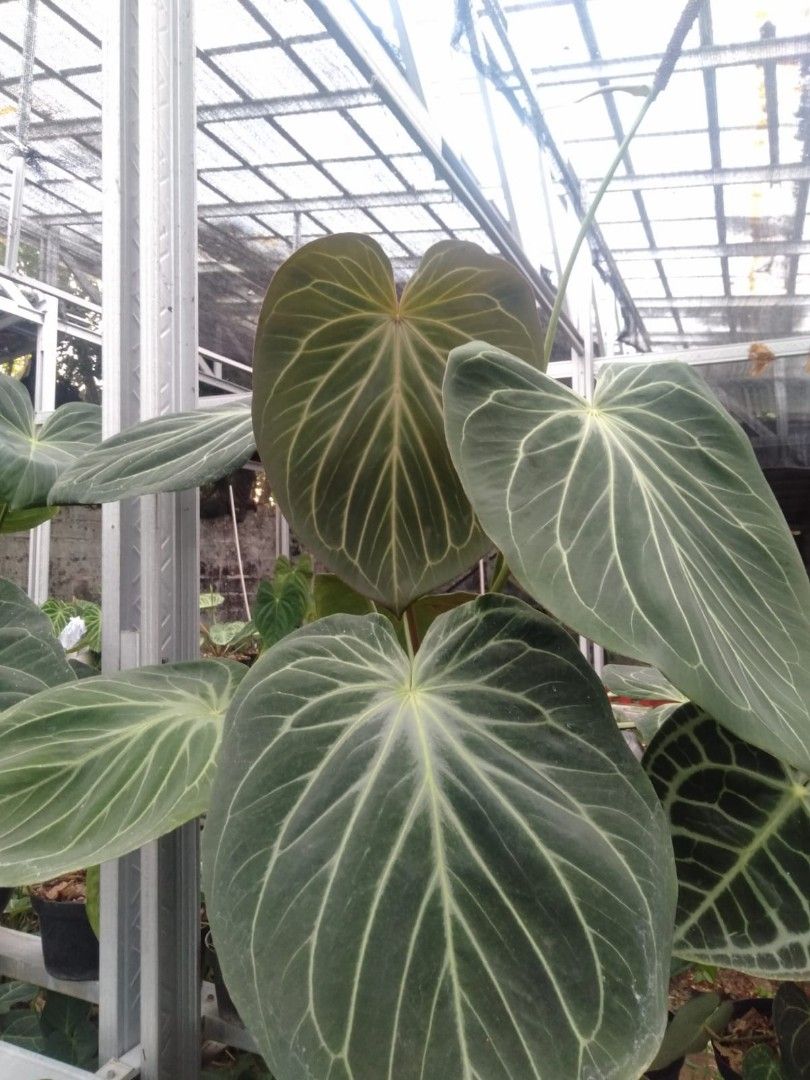 Anthurium King of Spades HU, Furniture & Home Living, Gardening, Plants & Seeds on Carousell