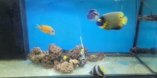 (Category: ) located in . Submitted by golf0623 (Listing ID 1254701965, Image 1). Description: .