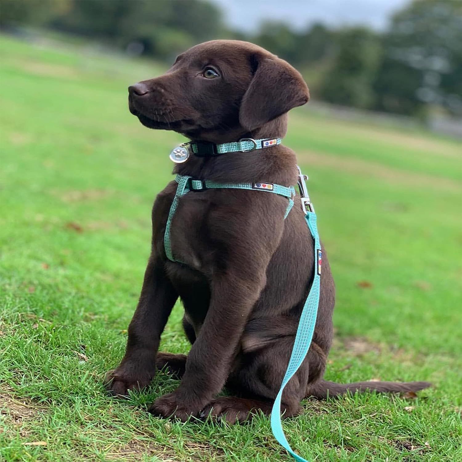 Pawtitas reflective hotsell dog collar