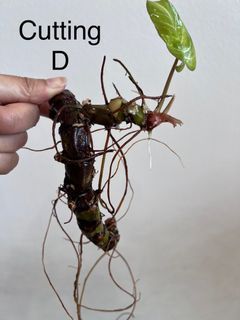 Philodendron Gloriosum Cutting D