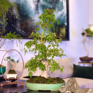 (Category: ) located in . Submitted by bonsai_inc (Listing ID 1254894442, Image 1). Description: .