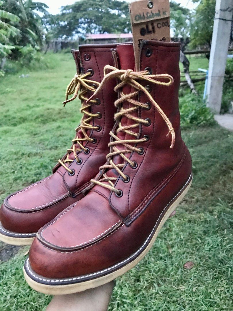 Irish setter 877 top
