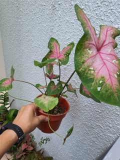 Caladium