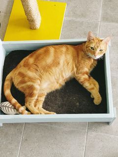 Cat Boarding, Daycare and Grooming in Paranaque