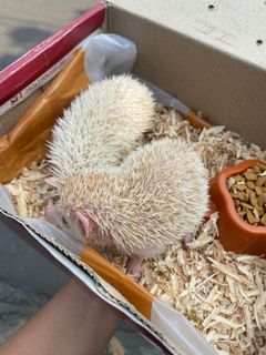 landak mini albino
