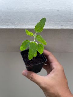 Young Lemon Eucalyptus Plant