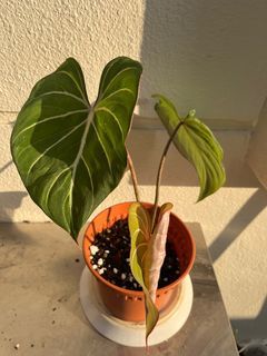 Philodendron Gloriosum
