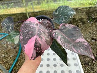(Category: ) located in . Submitted by kungfuflora (Listing ID 1252598082, Image 1). Description: .