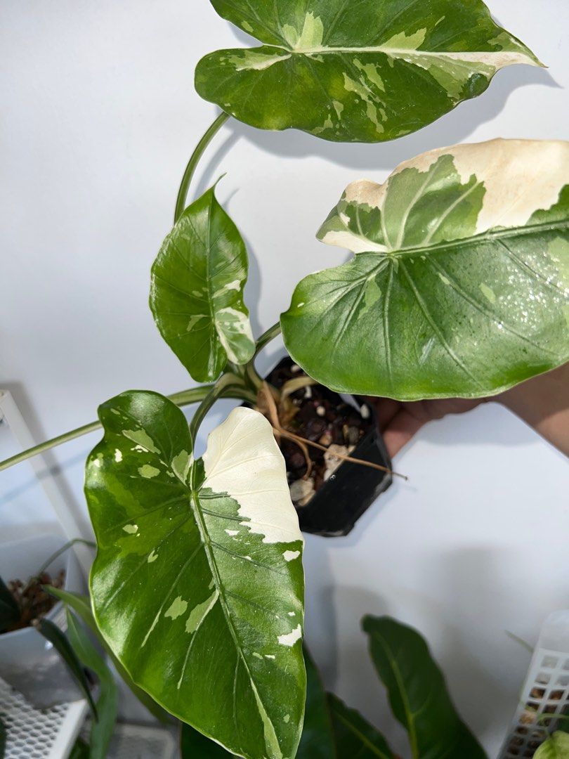 Alocasia Okinawa Silver, Oreilles D'éléphant | À L'ombre Des Figuiers - Foto 8