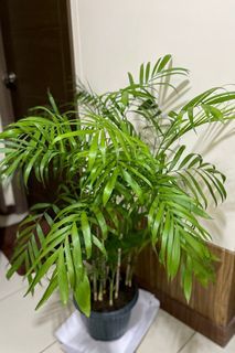 Bamboo palm plant (Sipirichi)