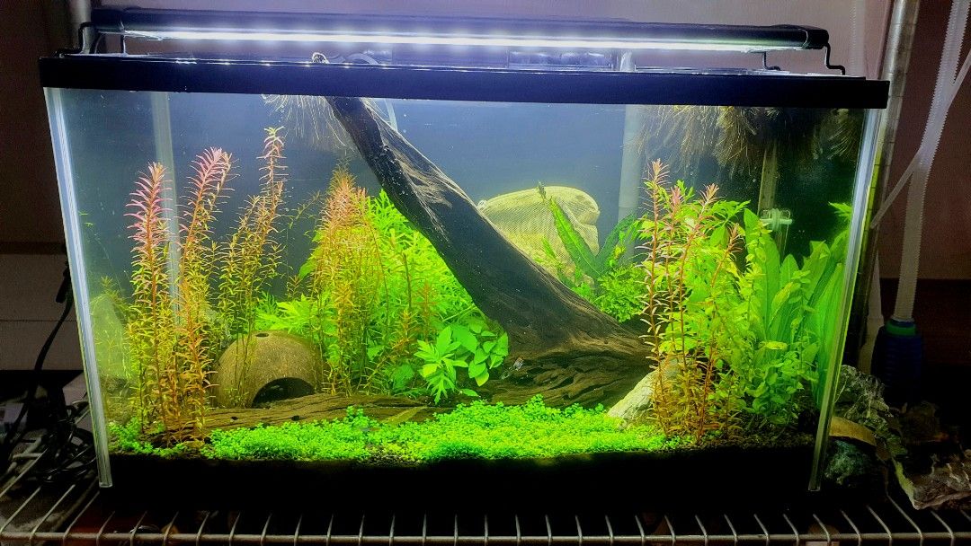 Beamswork HI LUMEN 60 Aquarium LED Light Extendable 2 light modes