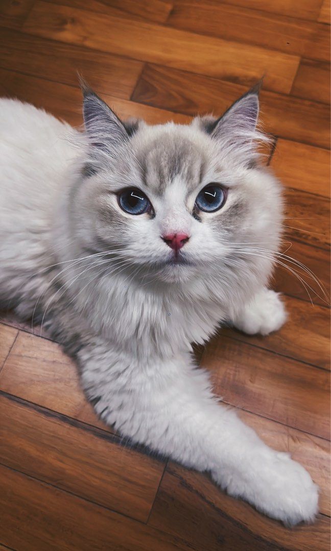 (Yishun) Cat Grooming / transport/ boarding , Lifestyle Services, Pet