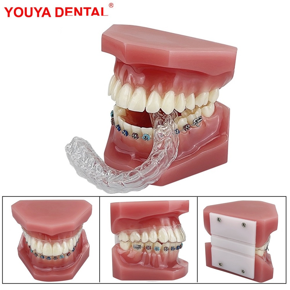 SJ Teeth Whitening Model Teeth Replacement Study Model Dental Typodont OEM Whole