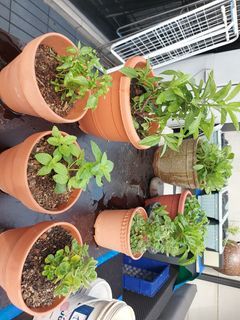 Herbs in a pot