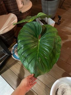 (Category: ) located in . Submitted by llove2701 (Listing ID 1255344733, Image 1). Description: .