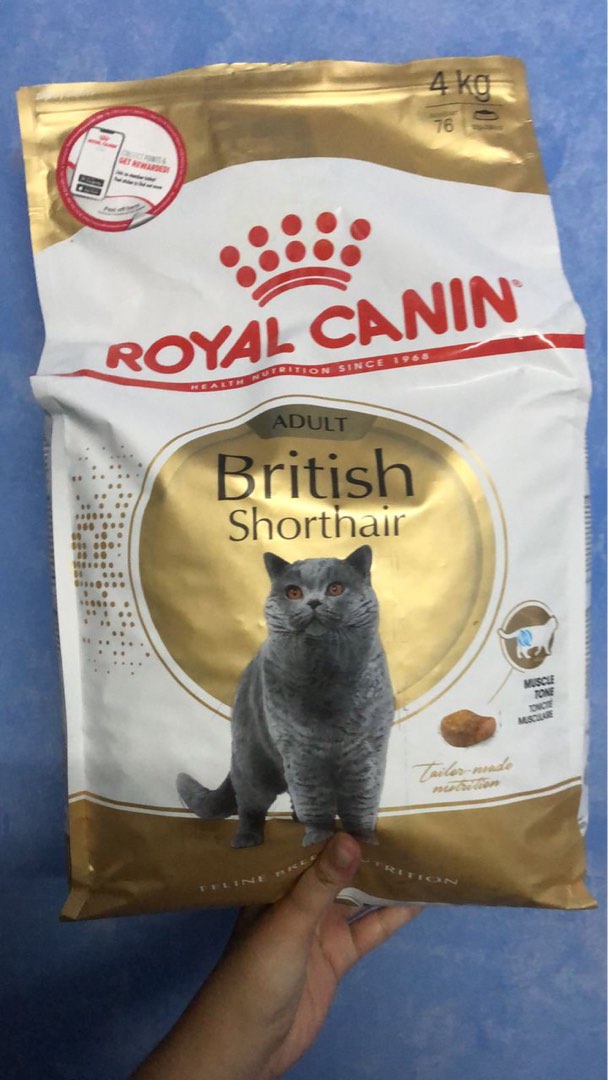 Rc sales british shorthair