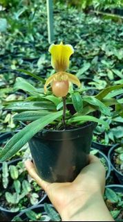 🌷 Paphio Helenae orchid plant with bud