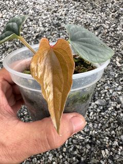 Anthurium luxurians