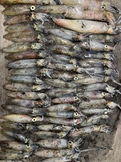 (Category: ) located in . Submitted by fishingbud (Listing ID 1255484701, Image 1). Description: .
