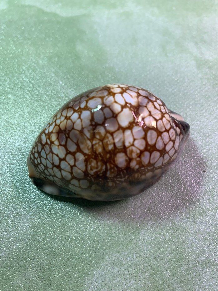 Mauritia histrio cowrie seashell shell specimen, Hobbies & Toys ...