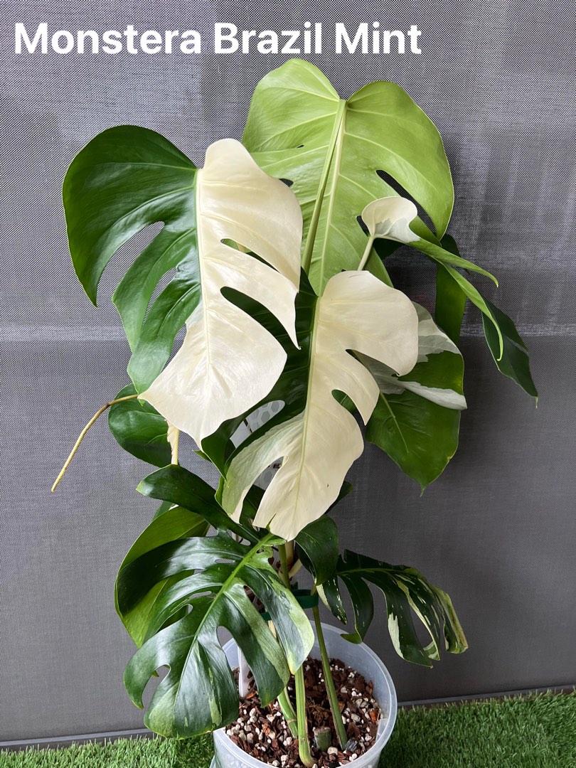 Monstera Brazil Mint, Furniture & Home Living, Gardening, Plants & Seeds on  Carousell