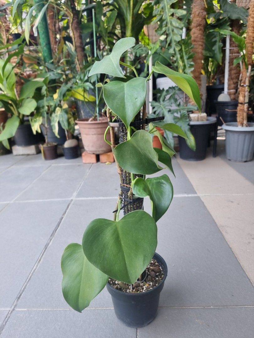 philodendron xanadu golden 6” Philodendron 'Xanadu' (Golden) – Canopy Plant Co main image 1