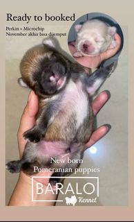 Ready to booking pomeranian